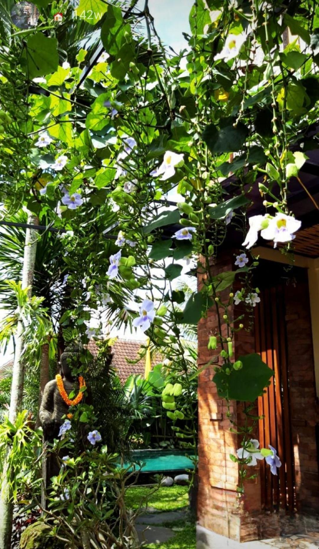 Buda Amitaba Ubud Exterior foto